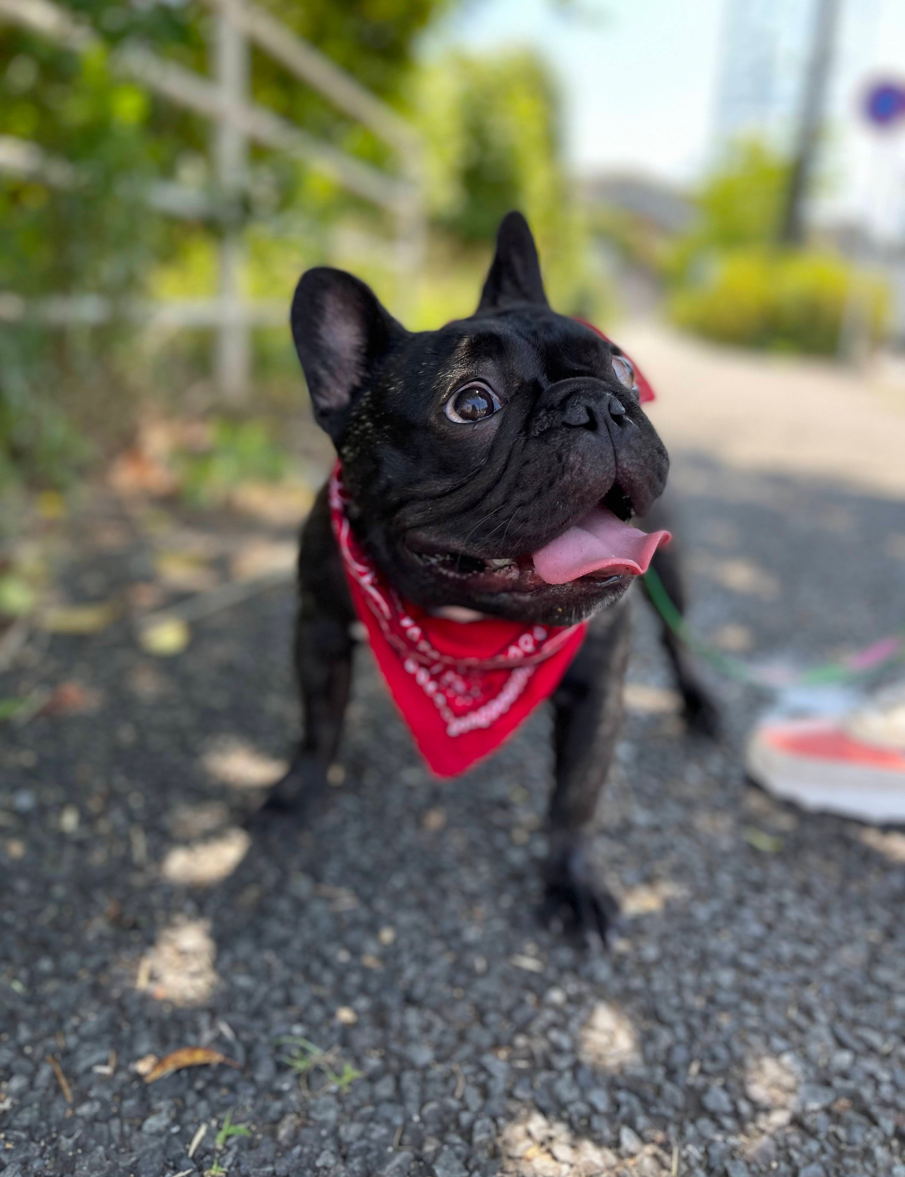  いぬのこです。