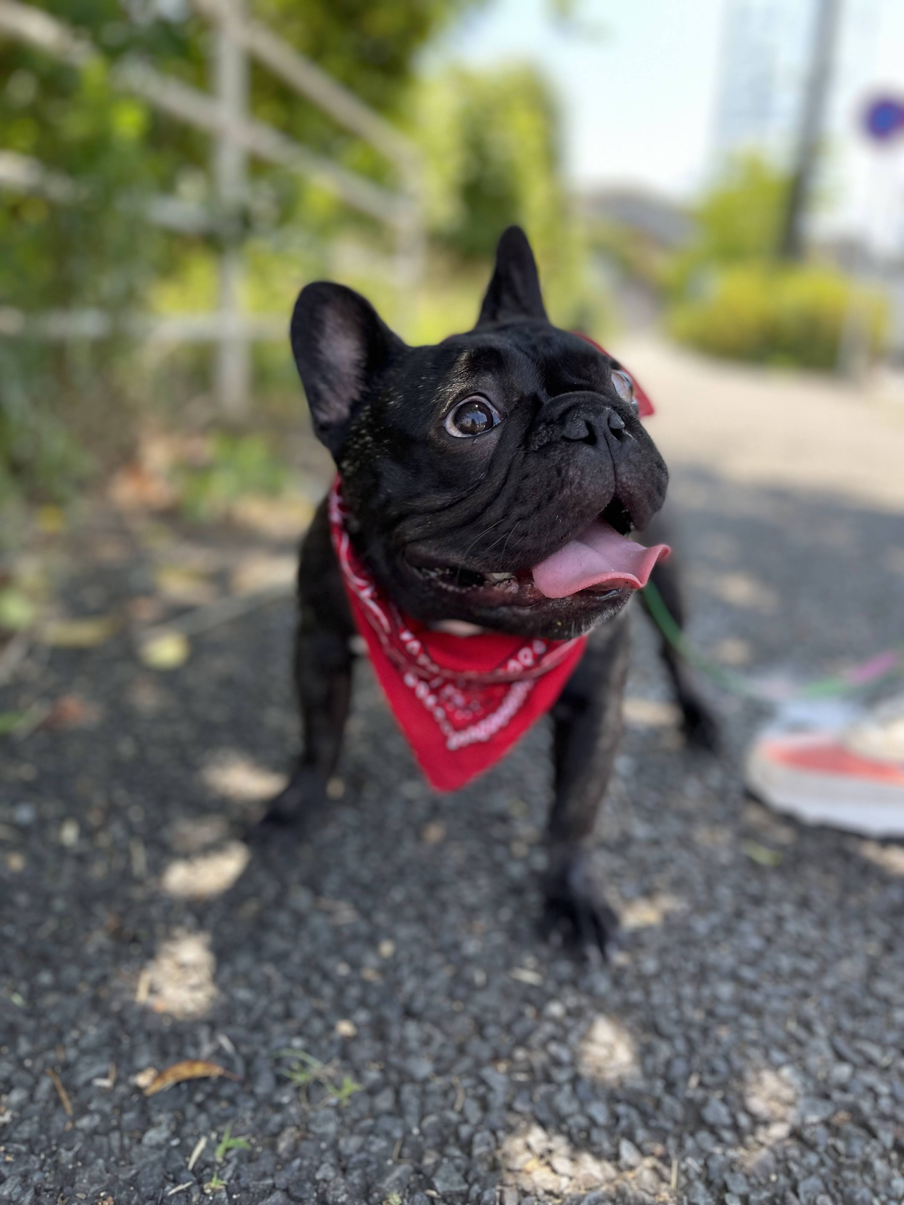  いぬのこです。