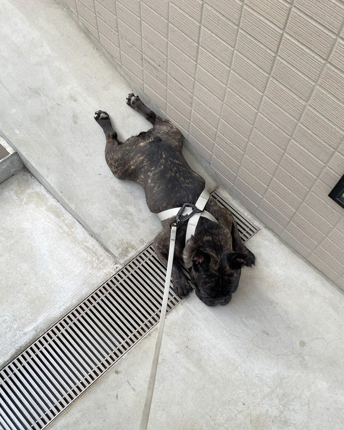 「Lambwolf Collective」入荷しています。