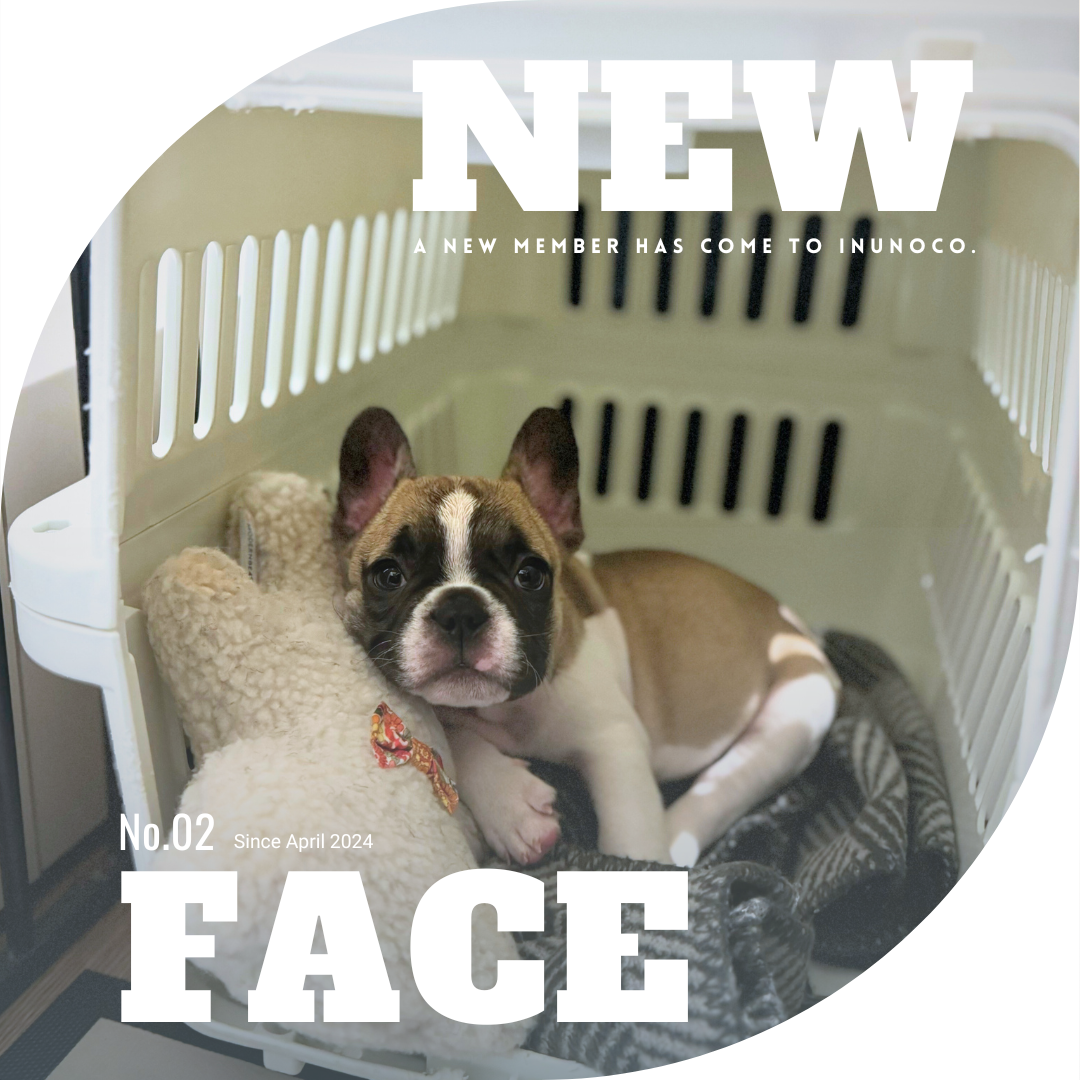 パピーのお迎え準備