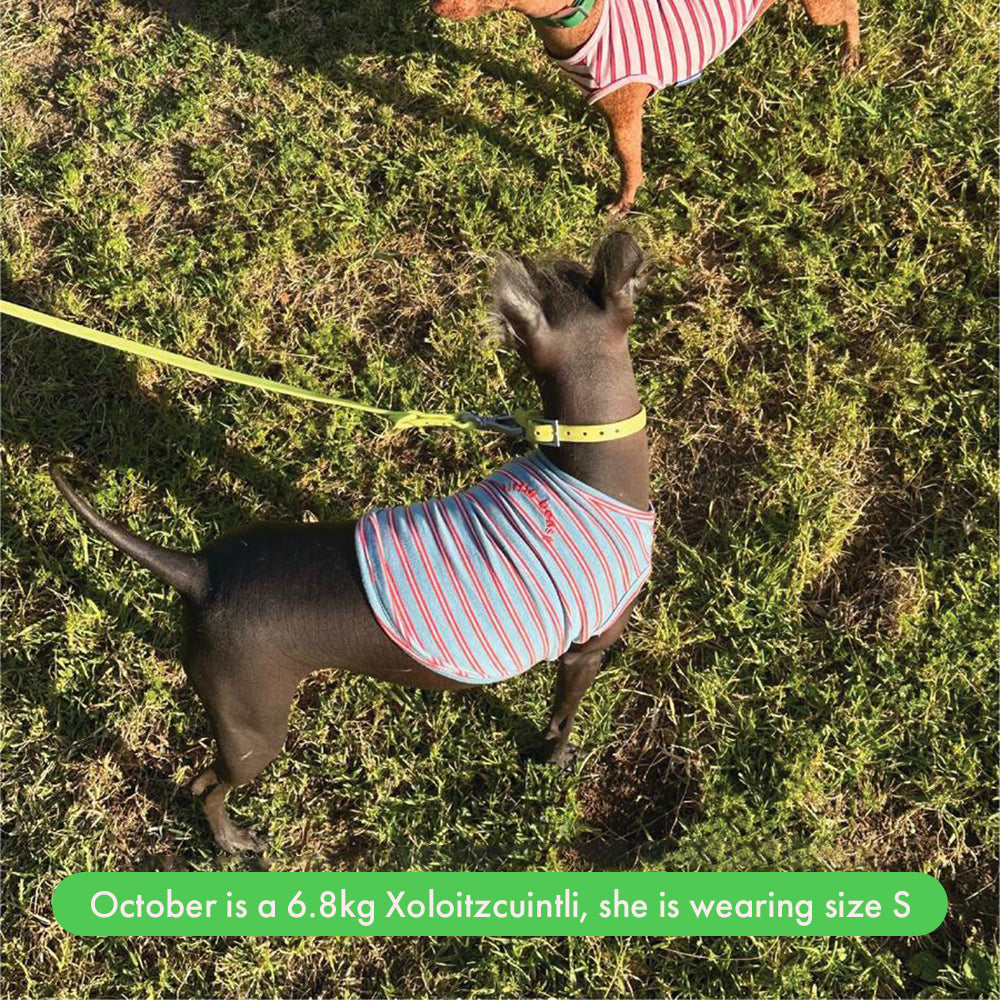 ストライプ タンクトップ / Gone Hiking（ライトブルー×レッド）