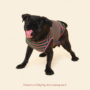 ストライプ タンクトップ / jalapeno-sleeveless-shirt（グリーン×ピンク）