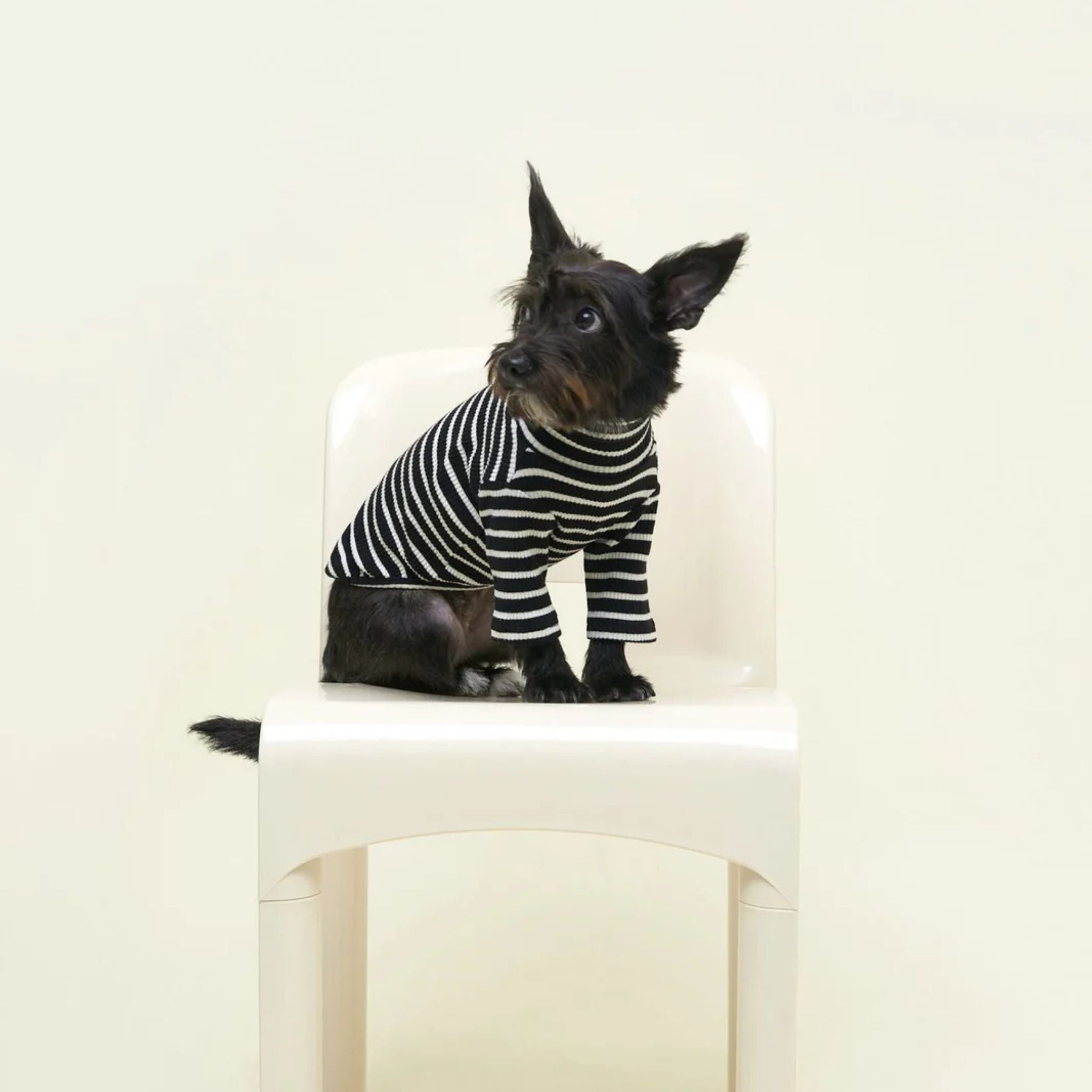 【2025新作】ストライプ リブ プルオーバー Café in Paris / Striped sweatshirt