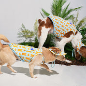 ジャンピング ベア サマータンクトップ ミントブルー / JUMPING BEAR Cooling Tank Top