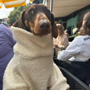 テディベアプルオーバー ホワイト / Teddy Jumper