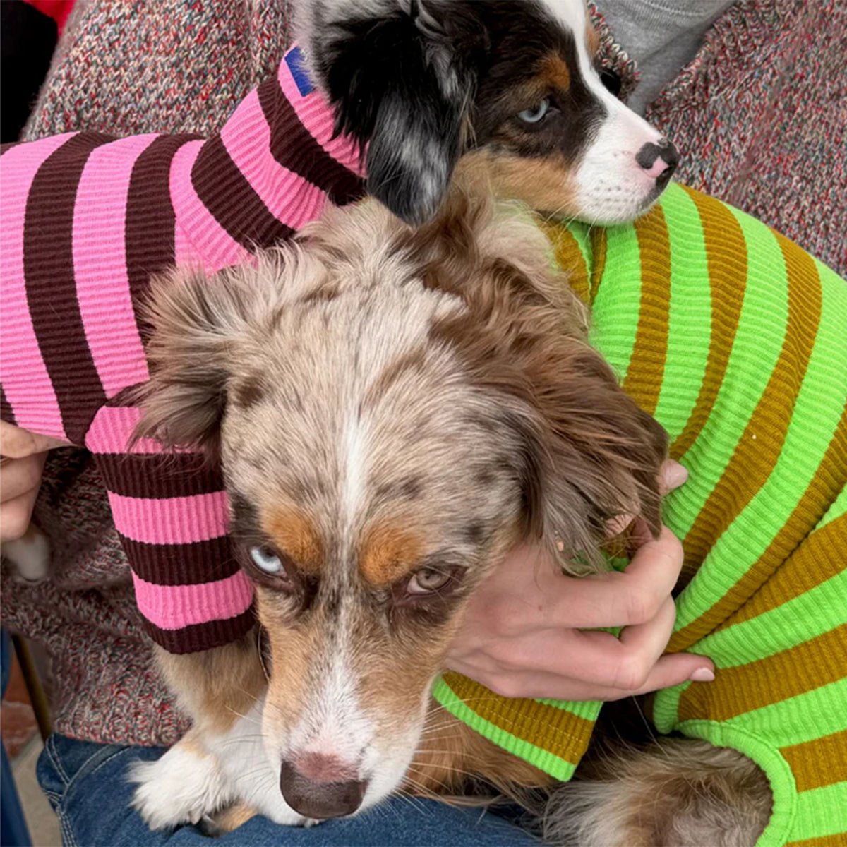 2026SS_0003_little-beast-fresh-grass-onesie-dog-stripe-onesie-1235136572_x1024_progressive_jpg.jpg