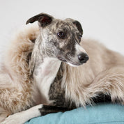 洗えるエコファーブランケット / FÖRA BLANKET