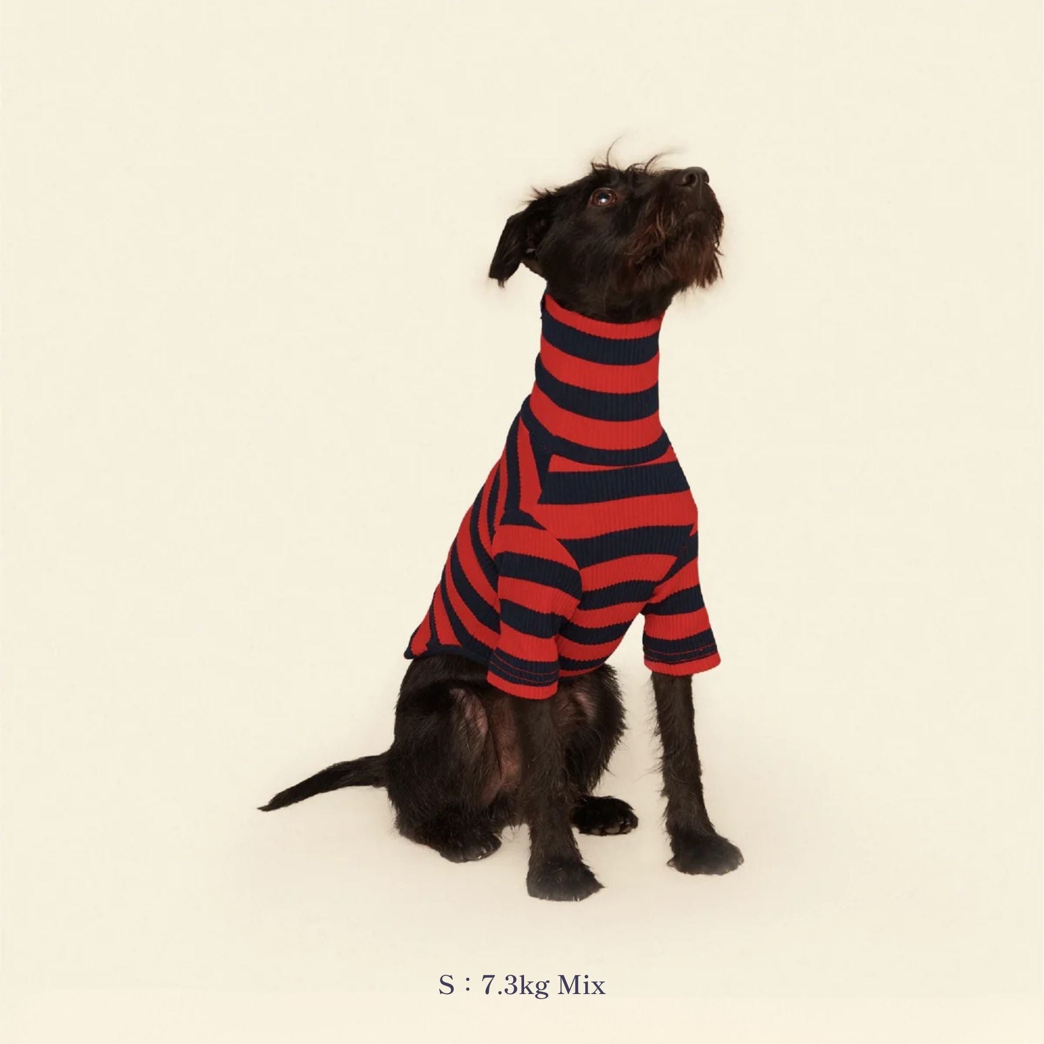 【2025新作】ストライプ リブ プルオーバー Ivy League / Striped sweatshirt