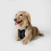 【体に優しいシリーズ】UXハーネス ブラック / Ultra Explore Harness