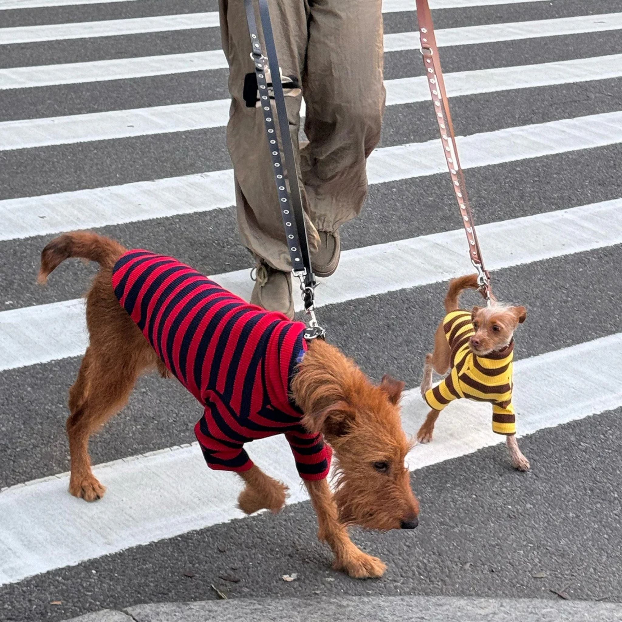 【2025新作】ストライプ リブ プルオーバー Dijon / Striped sweatshirt