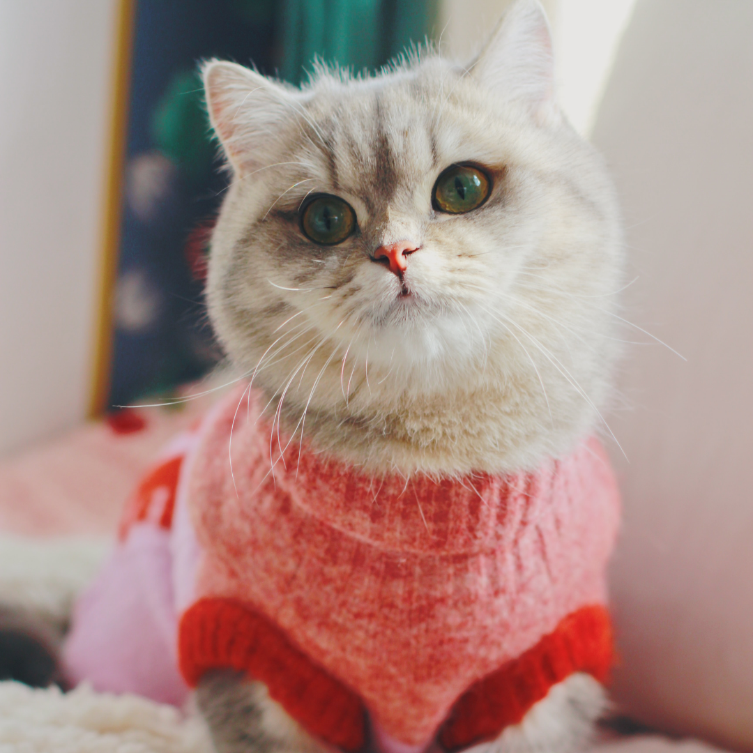 Cat-sophyKnitVest13.png