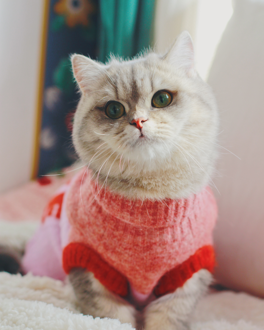 超軽量ぬくぬくペットセーター PINK / ネコの哲学シリーズ アルパカウール