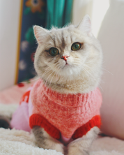 超軽量ぬくぬくペットセーター PINK / ネコの哲学シリーズ アルパカウール