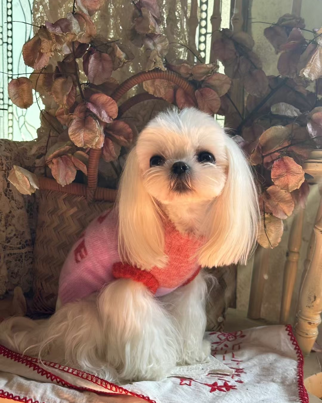 超軽量ぬくぬくペットセーター PINK / ネコの哲学シリーズ アルパカウール