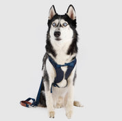 【体に優しいシリーズ】ハーネス ブルー / Explore harness