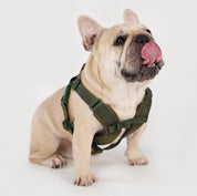 【体に優しいシリーズ】ハーネス グリーン / Explore harness