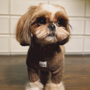 ペットセーター Rust Tweed / Funky Gentle dogシリーズ アルパカウールブレンド