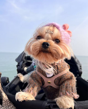 ペットセーター Rust Tweed / Funky Gentle dogシリーズ アルパカウールブレンド