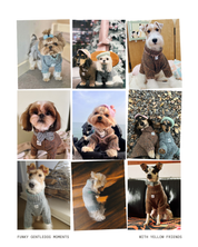 ペットセーター Rust Tweed / Funky Gentle dogシリーズ アルパカウールブレンド