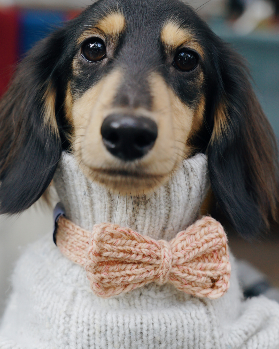 ハンドメイドニット ボウタイ / Funky Gentle dogシリーズ アルパカウールブレンド