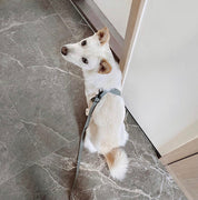 八の字型ハーネス / OTTO escape proof harness