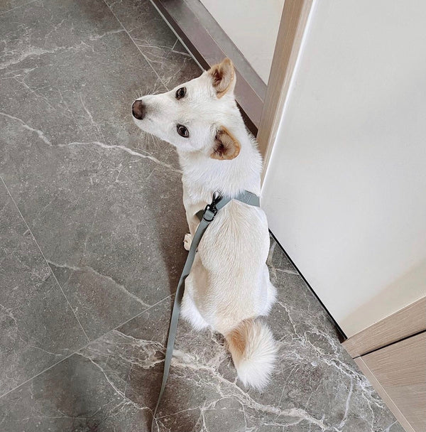 八の字型ハーネス / OTTO escape proof harness