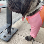 虫除け機能付きクールTシャツ / Antiburg Coolguard T-shirt