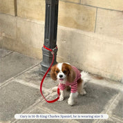 ストライプ リブ プルオーバー / Striped sweatshirt