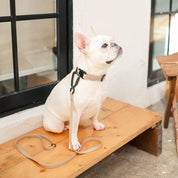 ウルトラライト スキニーリード 袋つき / APEX ULTRALIGHT＋SKINNY LEASH