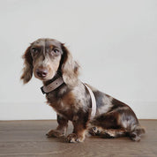 八の字型ハーネス / OTTO escape proof harness