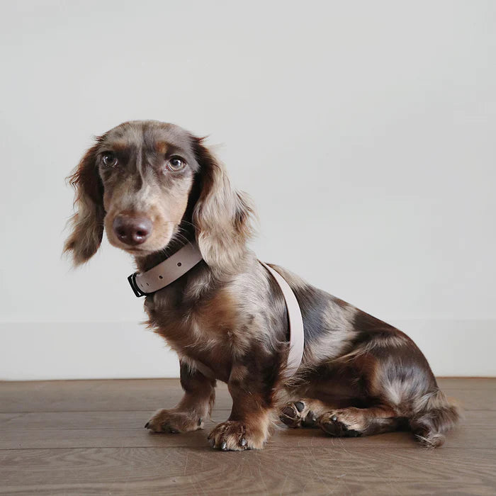  OTTO escape proof harness