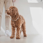 八の字型ハーネス / OTTO escape proof harness