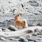 八の字型ハーネス / OTTO escape proof harness