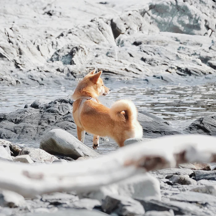 八の字型ハーネス / OTTO escape proof harness
